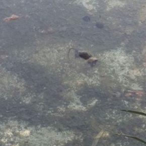 Ciudadanos Jerez alerta de la presencia de ratas muertas en el estanque del parque de la barriada de La Plata